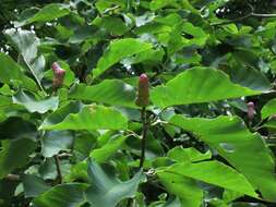 Imagem de Magnolia acuminata var. acuminata