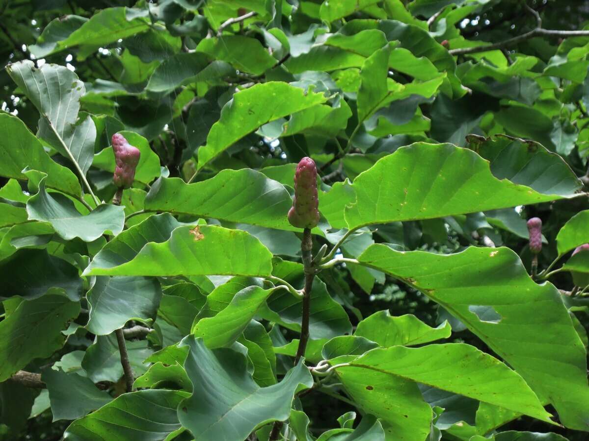 Imagem de Magnolia acuminata var. acuminata