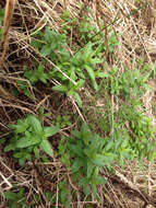 Image of Garden mint