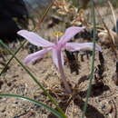 Image of Gethyllis transkarooica D. Müll.-Doblies