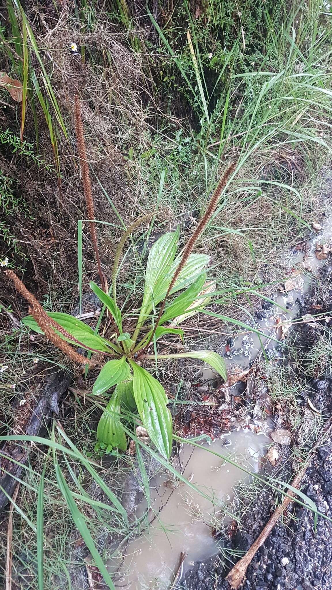 Image of Mexican Plantain