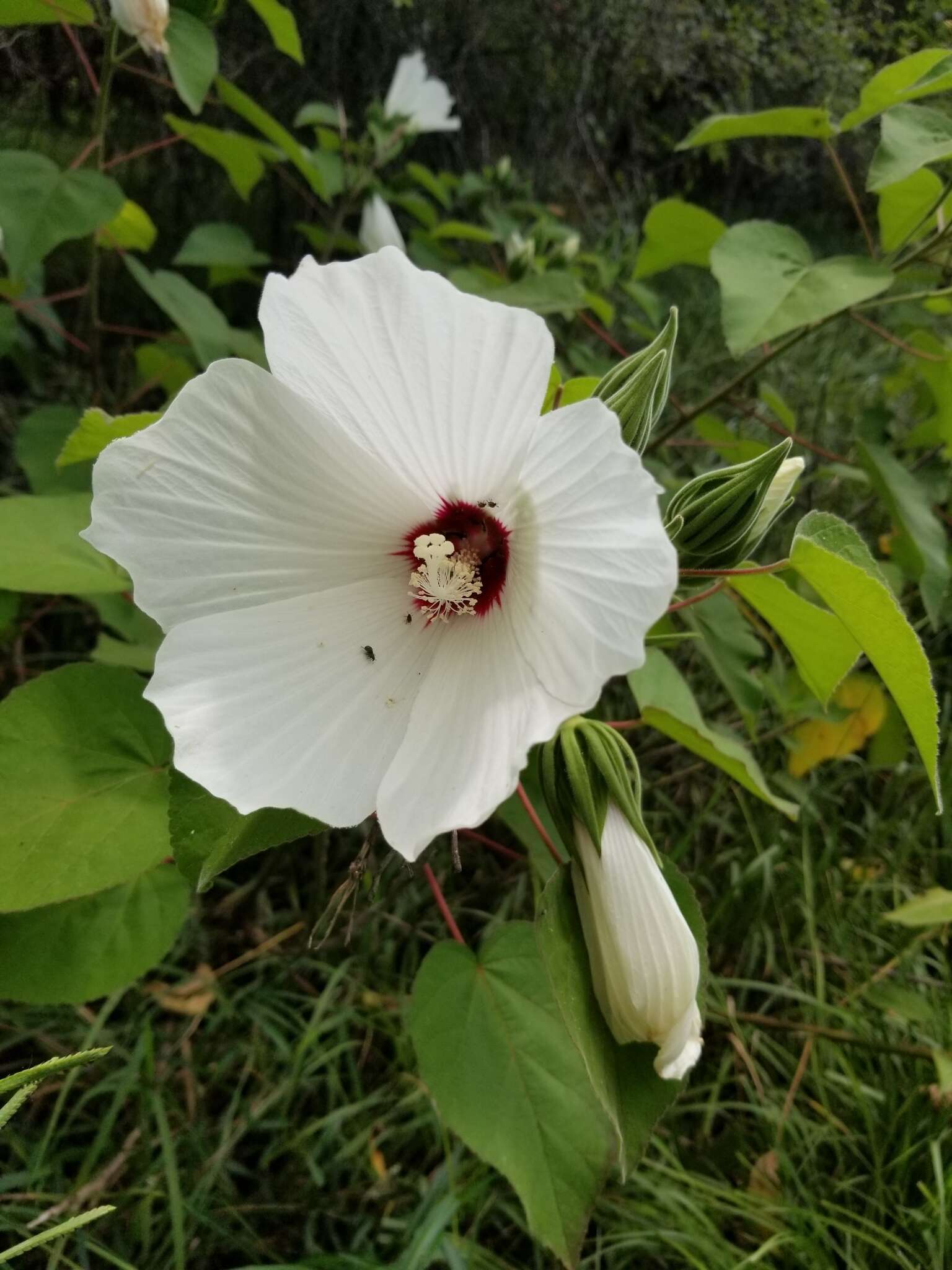 Imagem de Hibiscus moscheutos subsp. lasiocarpos (Cav.) O. J. Blanch.