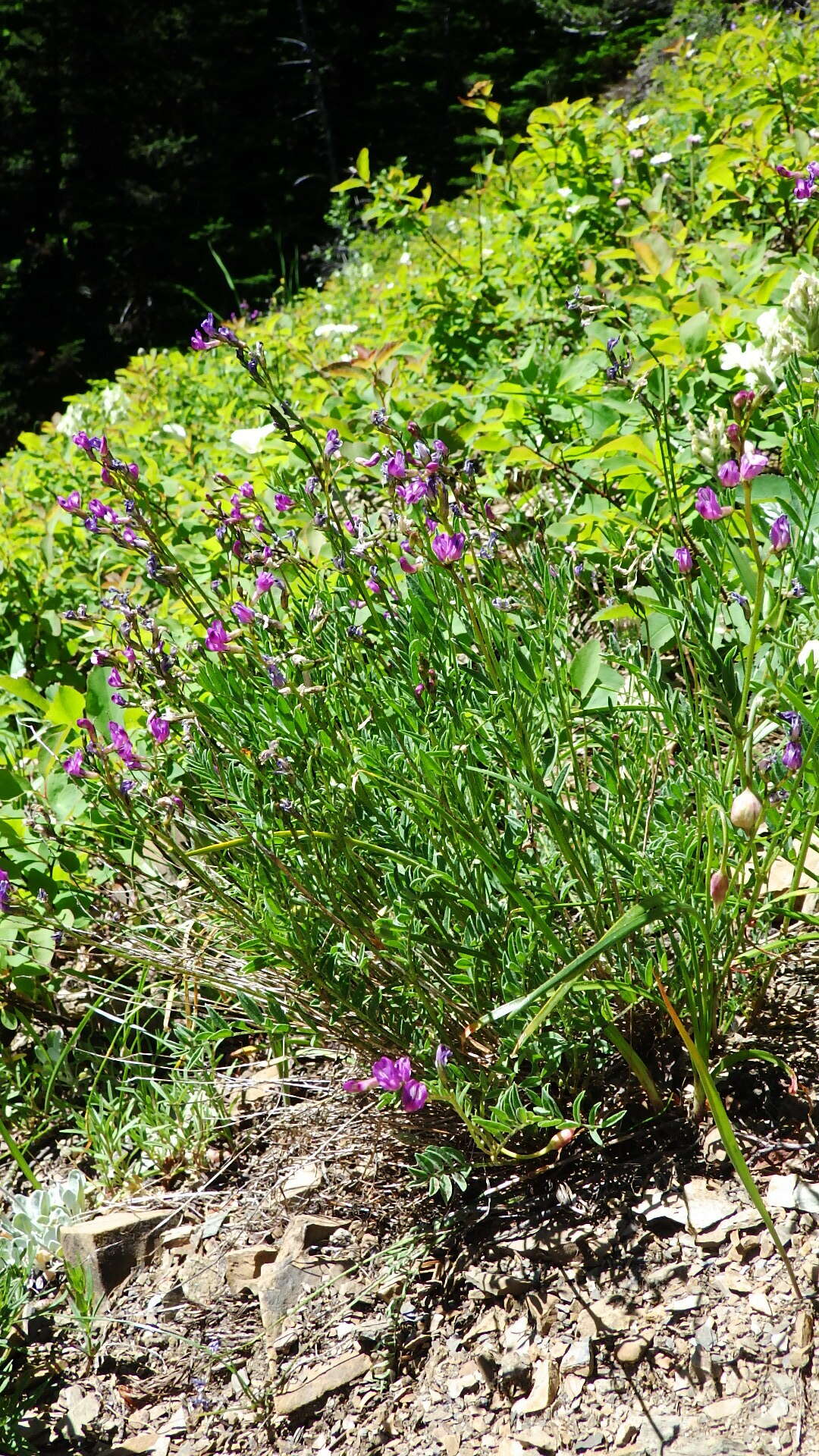 Imagem de Astragalus bourgovii A. Gray