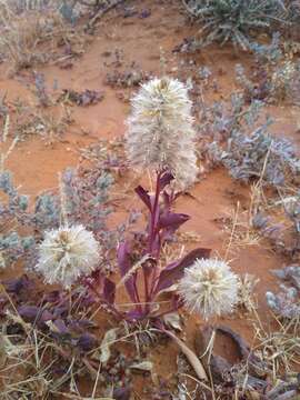 Image of Ptilotus nobilis F. Müll.