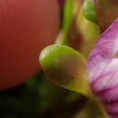 Image of Gentianella cerina (Hook. fil.) T. N. Ho & S. W. Liu