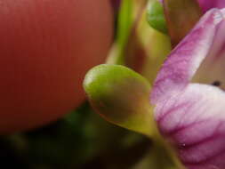 Image of Gentianella cerina (Hook. fil.) T. N. Ho & S. W. Liu