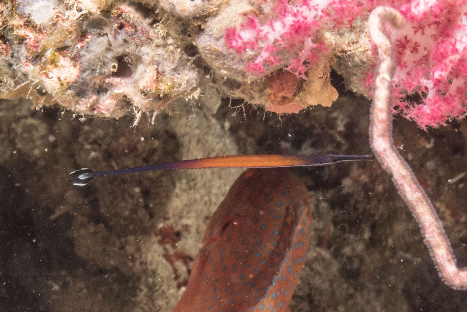 Image of Cleaner Pipefish