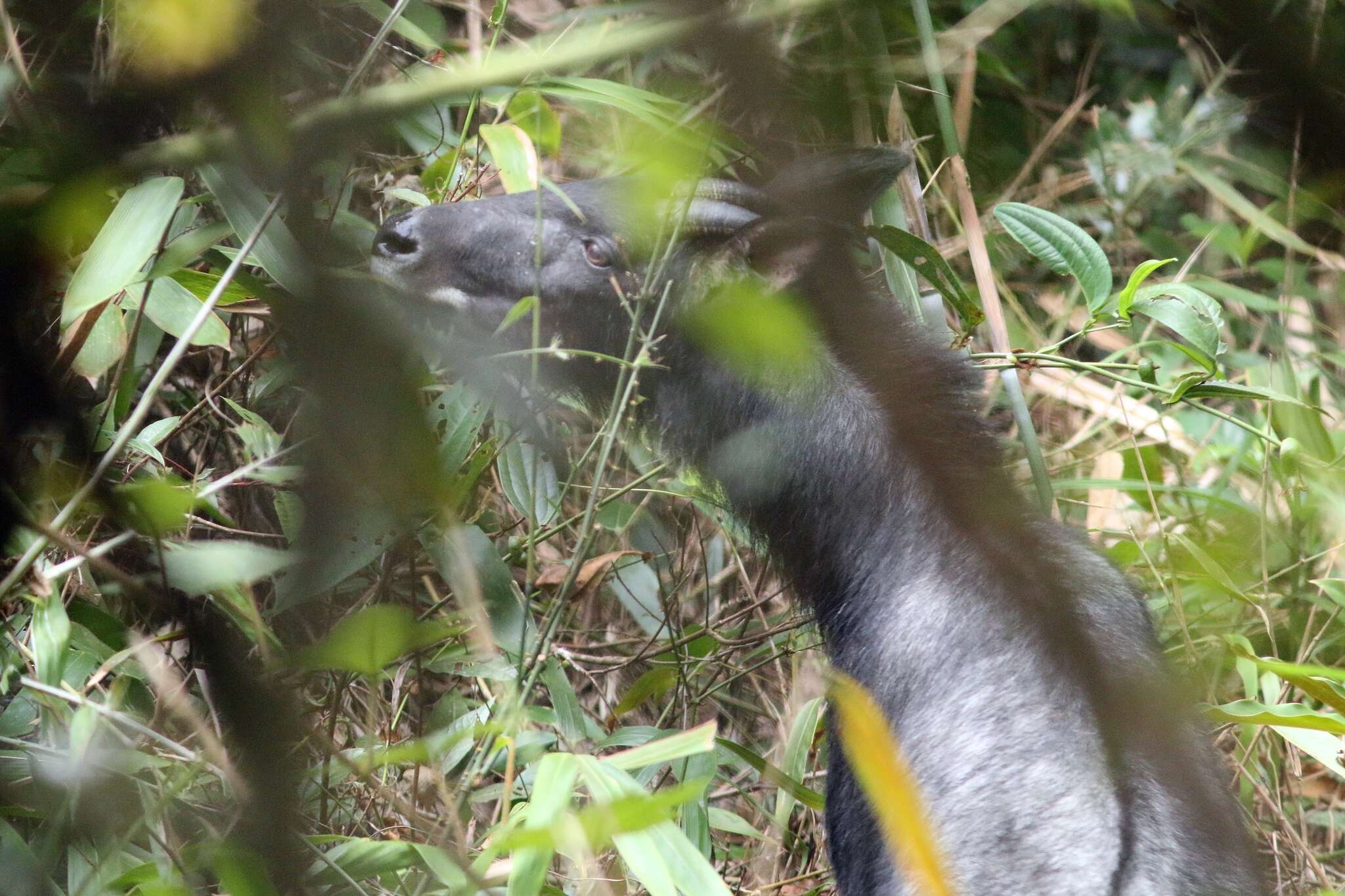 Image of Sumatran serow