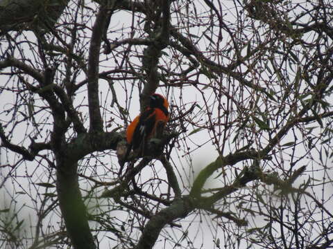 Imagem de Icterus croconotus (Wagler 1829)