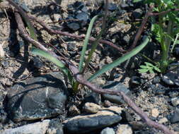 Image of Ixiolirion tataricum (Pall.) Schult. & Schult. fil.