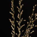 Sivun Digitaria abludens (Roem. & Schult.) Veldkamp kuva