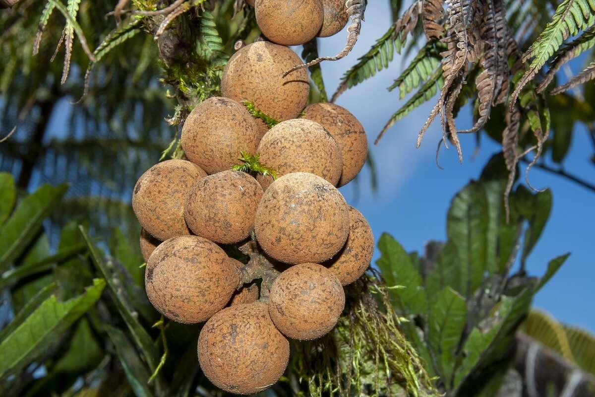 Dysoxylum pachyphyllum Hemsl.的圖片