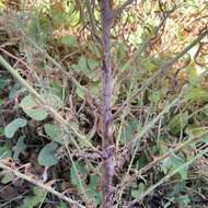 Imagem de Polydora angustifolia (Steetz) H. Robinson