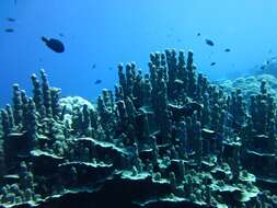 Image of Column coral