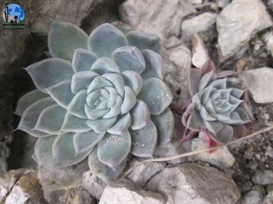 Image of Echeveria hyalina Walther