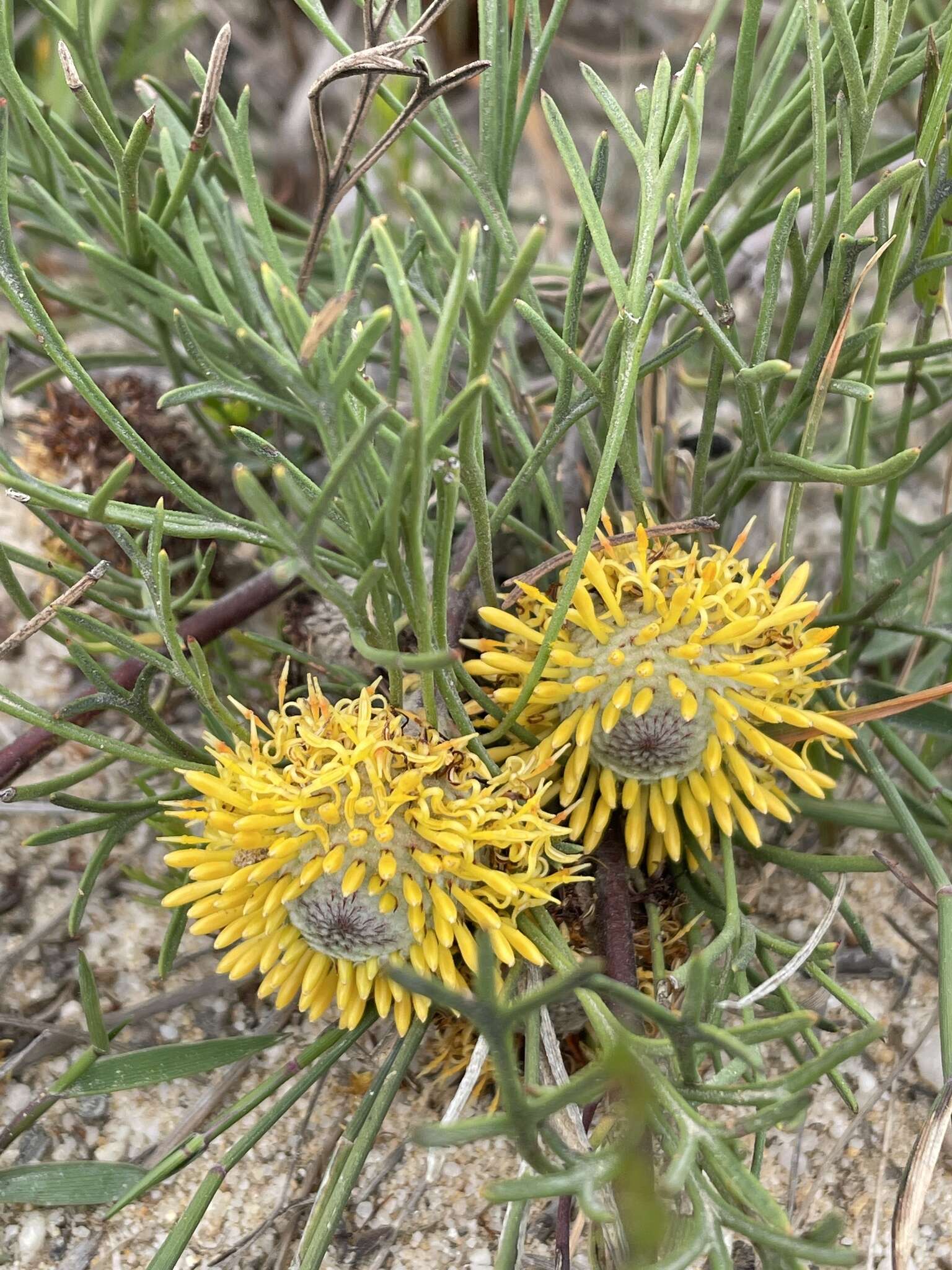 Imagem de Isopogon prostratus Mc Gill.