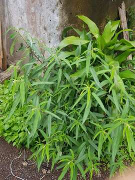 Imagem de Debregeasia longifolia (Burm. fil.) Wedd.