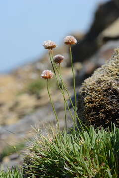 Image of Siberian sea thrift