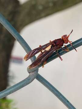 Image of Polistes lanio (Fabricius 1775)