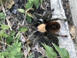 Image of Mexican Black and Gold Red Rump Tarantula