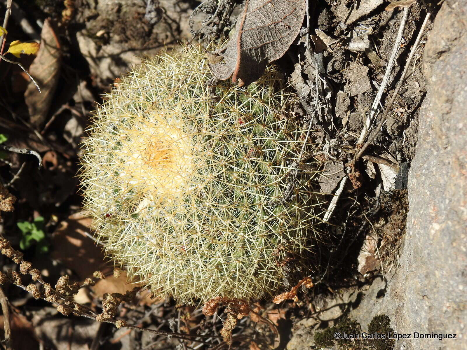 Image de Mammillaria discolor Haw.