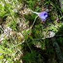 Image of Alabama larkspur