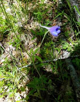 Слика од Delphinium alabamicum R. Kral