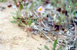 Image of Anemone sylvestris subsp. ochotensis (Fisch.) Petrovski