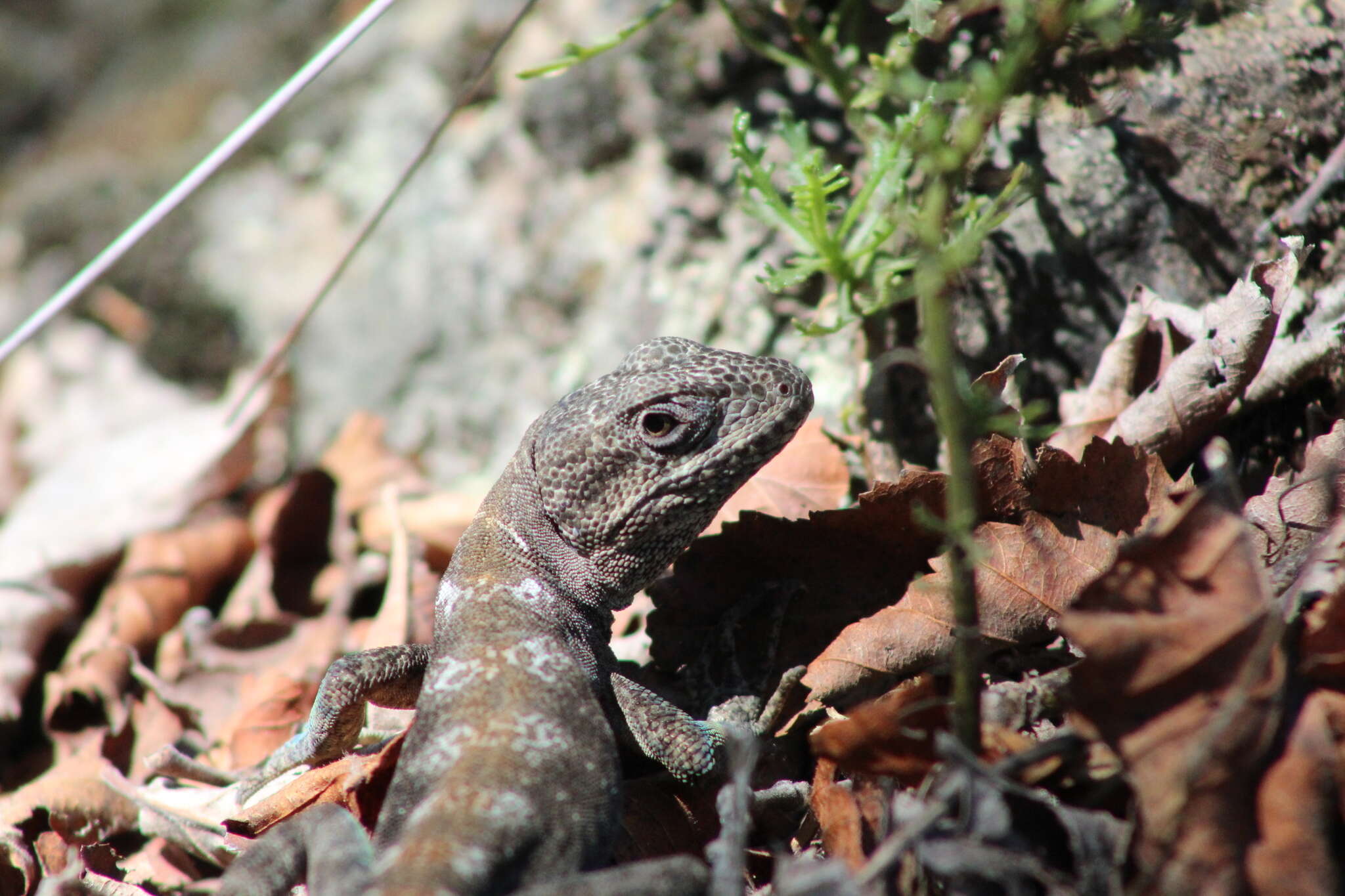 Слика од Pristidactylus valeriae (Donoso-barros 1966)