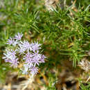 Image de Drypis spinosa subsp. spinosa