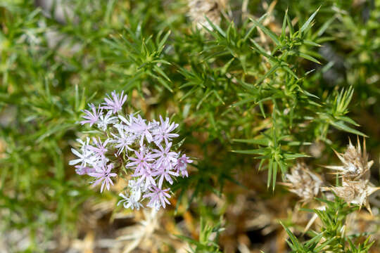 صورة Drypis spinosa subsp. spinosa