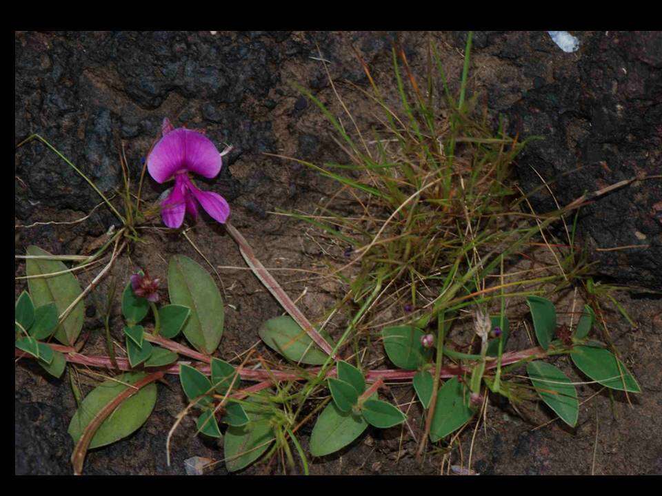 Indigofera dalzellii T. Cooke的圖片