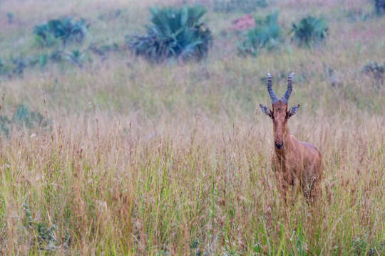 Image of Lelwel Hartebeest