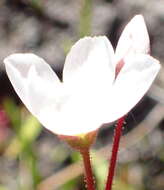 Image of Drosera alba Phill.