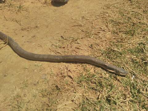 Image of Floodplain Water Snake