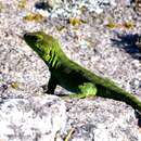 Image of Argentine Anole
