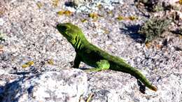 صورة Pristidactylus achalensis (Gallardo 1964)