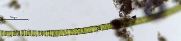 Image of Ulothrix zonata