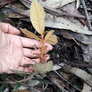 Image de Clethra fimbriata Kunth