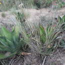 Image of Agave salmiana subsp. crassispina (Trel.) Gentry