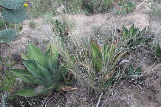 Image of Agave salmiana subsp. crassispina (Trel.) Gentry