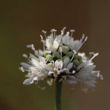 Image of Cephalaria retrosetosa Engl. & Gilg