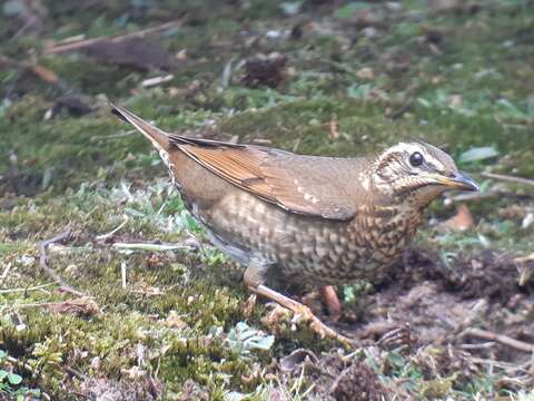 Image of Siberian Thrush