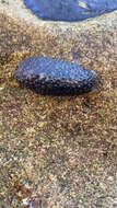 Image of celtic sea slug