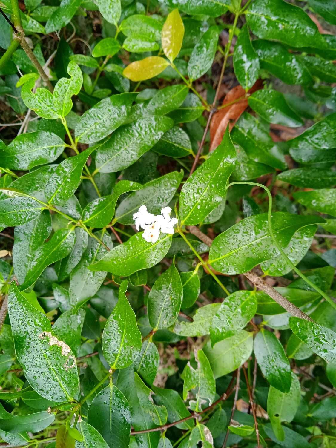 Plancia ëd Melodinus phylliraeoides Labill.