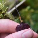 Image of Lepanthes unijuga Luer & Dalström