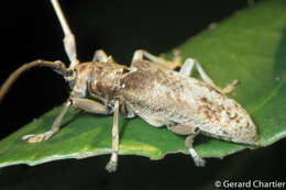 Image of Acalolepta rusticatrix (Fabricius 1801)