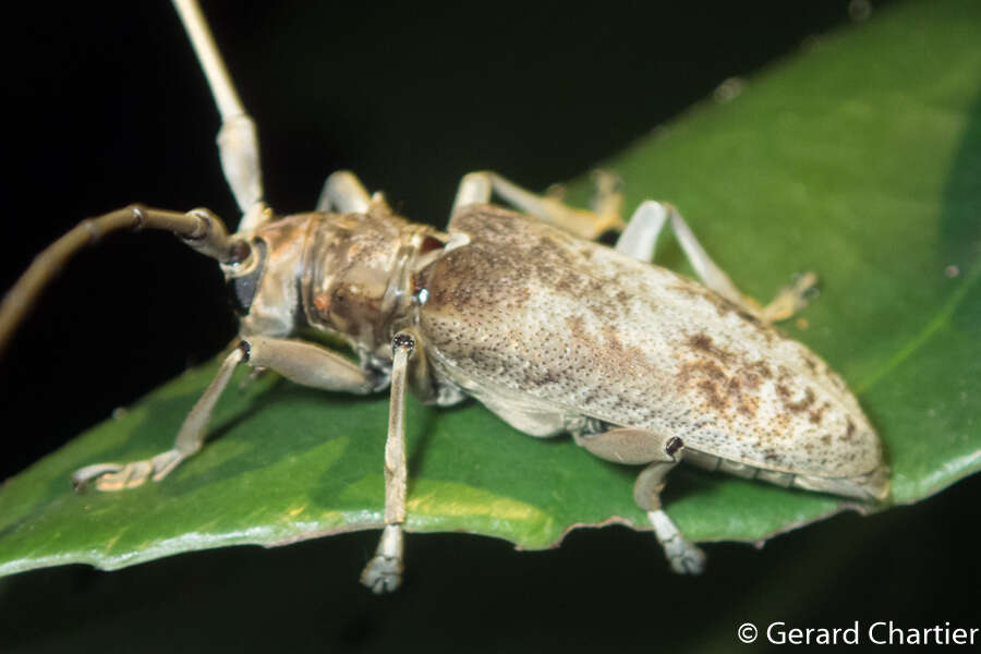 Image of Acalolepta rusticatrix (Fabricius 1801)