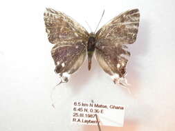 Слика од Hypolycaena nigra Bethune-Baker 1913