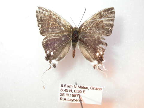 Image de Hypolycaena nigra Bethune-Baker 1913